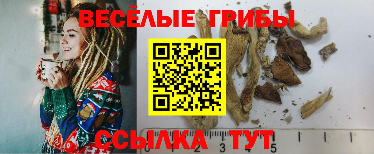 Сланцы  Галлюциногенные грибы Cubensis  Вход с VPN 
